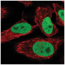 SPIN1 Antibody, Novus Biologicals:Antibodies:Primary Antibodies