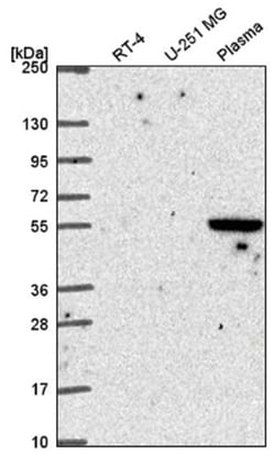 SPRED1 Antibody, Novus Biologicals:Antibodies:Primary Antibodies