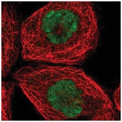 SPTY2D1 Antibody, Novus Biologicals:Antibodies:Primary Antibodies