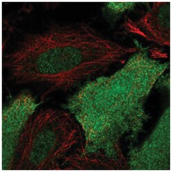 SRC1 Antibody, Novus Biologicals 100&mu;L; Unlabeled:Antibodies, Polyclonal