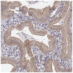 SREC-I/SCARF1 Antibody, Novus Biologicals 25 &mu;L, Unlabeled:Antibodies,