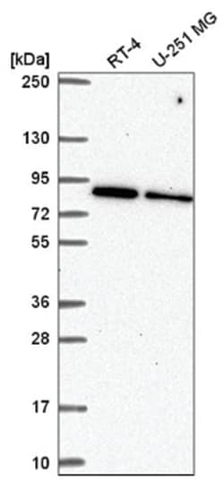 SRPK1 Antibody, Novus Biologicals 100&mu;L; Unlabeled:Antibodies, Polyclonal