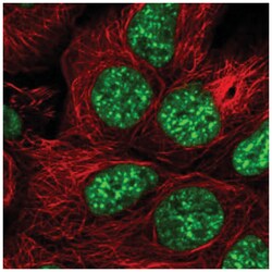 SRRM1 Antibody, Novus Biologicals 25 &mu;L, Unlabeled:Antibodies, Polyclonal