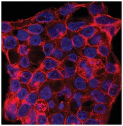 Human/Mouse SSEA-1 Alexa Fluor 594-conjugated Antibody, R D Systems 50&mu;g;