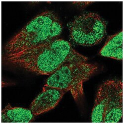STAC3 Antibody, Novus Biologicals 25 &mu;L:Antibodies, Polyclonal