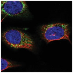 START domain containing 7 Antibody, Novus Biologicals 25 &mu;L, Unlabeled:Antibodies,