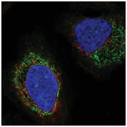 STEP Antibody, Novus Biologicals 100 &mu;L | Buy Online | Novus Biologicals | Fisher Scientific