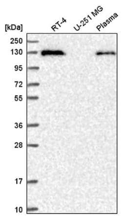 STIL Antibody, Novus Biologicals 100&mu;L; Unlabeled:Antibodies, Polyclonal