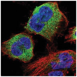 STK38L Antibody, Novus Biologicals 100&mu;L; Unlabeled:Antibodies, Polyclonal