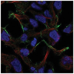 STMND1 Antibody, Novus Biologicals 25 &mu;L, Unlabeled:Antibodies, Polyclonal