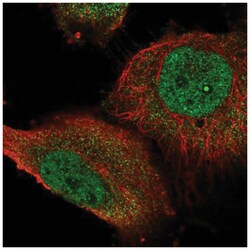 STOX1 Antibody, Novus Biologicals:Antibodies:Primary Antibodies