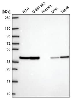 STRAP Antibody, Novus Biologicals 100&mu;L; Unlabeled:Antibodies, Polyclonal
