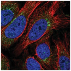STX10 Antibody, Novus Biologicals:Antibodies:Primary Antibodies