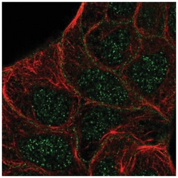 STYK1 Antibody, Novus Biologicals:Antibodies:Primary Antibodies