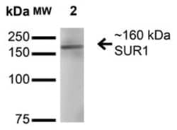 SUR1 Antibody (S289-16), Novus Biologicals:Antibodies:Primary Antibodies