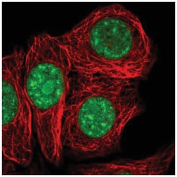 SURF2 Antibody, Novus Biologicals:Antibodies:Primary Antibodies