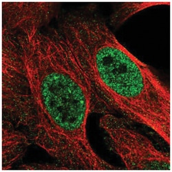 SURF5 Antibody, Novus Biologicals:Antibodies:Primary Antibodies