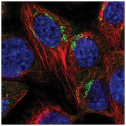 SYAP1 Antibody, Novus Biologicals 25 &mu;L | Buy Online | Novus Biologicals | Fisher Scientific