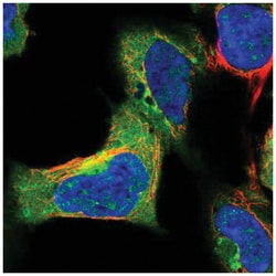 SYAP1 Antibody, Novus Biologicals:Antibodies:Primary Antibodies