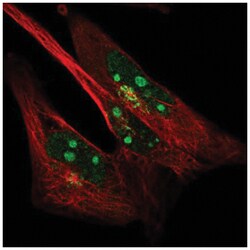 SYDE2 Antibody, Novus Biologicals:Antibodies:Primary Antibodies