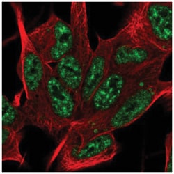 SYF2 Antibody, Novus Biologicals 100&mu;L; Unlabeled:Antibodies, Polyclonal
