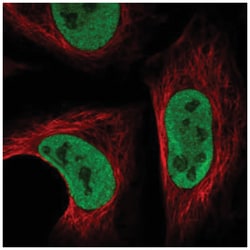 Synapsin II Antibody, Novus Biologicals 25 &mu;L, Unlabeled:Antibodies,