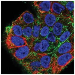 Syndecan-2/CD362 Antibody, Novus Biologicals:Antibodies:Primary Antibodies