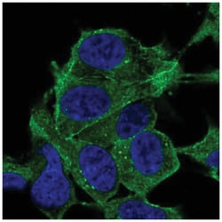 SYNPO2 Antibody, Novus Biologicals:Antibodies:Primary Antibodies