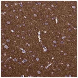 Syntaxin 1A Antibody, Novus Biologicals 100&mu;L; Unlabeled:Antibodies,