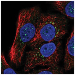 SYT15 Antibody, Novus Biologicals:Antibodies:Primary Antibodies