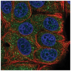 TAB2 Antibody, Novus Biologicals:Antibodies:Primary Antibodies
