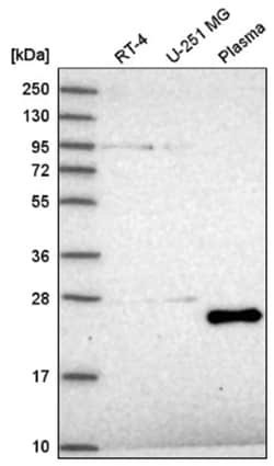 TAF11 Antibody, Novus Biologicals:Antibodies:Primary Antibodies