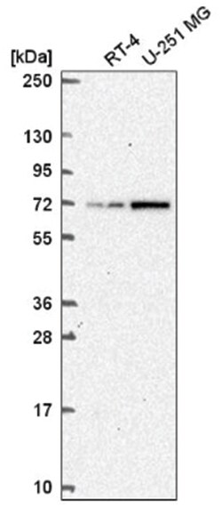 TAF5L Antibody, Novus Biologicals:Antibodies:Primary Antibodies