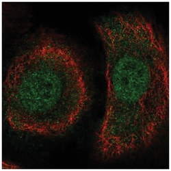 TAPP1/PLEKHA1 Antibody, Novus Biologicals 25 &mu;L, Unlabeled:Antibodies,