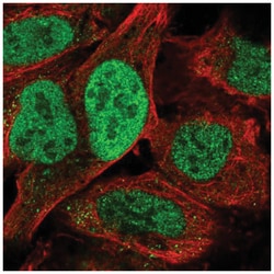 TATDN2 Antibody, Novus Biologicals:Antibodies:Primary Antibodies