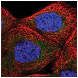 TBL2 Antibody, Novus Biologicals:Antibodies:Primary Antibodies