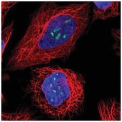 TBL3 Antibody, Novus Biologicals:Antibodies:Primary Antibodies