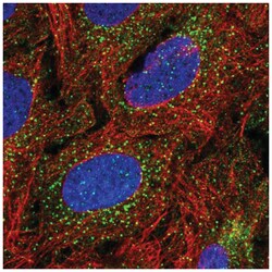 TBX4 Antibody, Novus Biologicals:Antibodies:Primary Antibodies