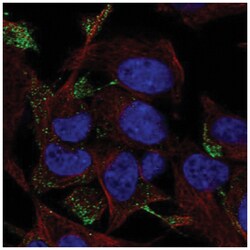 TC10 Antibody, Novus Biologicals:Antibodies:Primary Antibodies