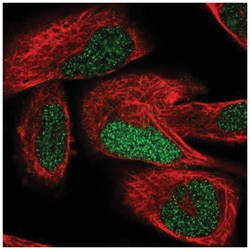TCEAL7 Antibody, Novus Biologicals:Antibodies:Primary Antibodies