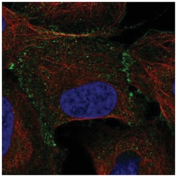 TCEB1 Antibody, Novus Biologicals 25 &mu;L; Unlabeled:Antibodies, Polyclonal