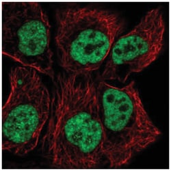 TCERG1 Antibody, Novus Biologicals:Antibodies:Primary Antibodies