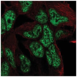TCF15 Antibody, Novus Biologicals 100&mu;L; Unlabeled:Antibodies, Polyclonal
