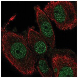 TEAD2 Antibody, Novus Biologicals 100&mu;L; Unlabeled:Antibodies, Polyclonal