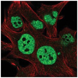 TESK2 Antibody, Novus Biologicals:Antibodies:Primary Antibodies