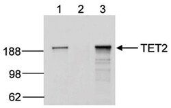 TET2 Antibody (C.15200179), Novus Biologicals 50&mu;g; Unlabeled:Antibodies,