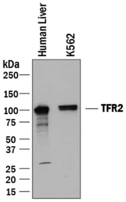 Human TfR2 Antibody, R D Systems:Antibodies:Primary Antibodies