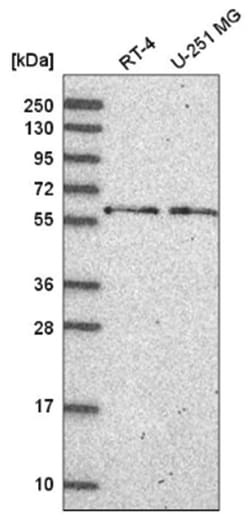 TH1L Antibody, Novus Biologicals:Antibodies:Primary Antibodies
