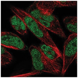 THAP1 Antibody, Novus Biologicals:Antibodies:Primary Antibodies