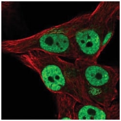 THAP3 Antibody, Novus Biologicals 25 &mu;L, Unlabeled:Antibodies, Polyclonal